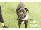 Adopt Siri a Black Cane Corso / Mixed Breed (Medium) / Mixed (short coat) dog in