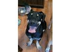 Adopt Rom a Black - with Tan, Yellow or Fawn Mutt / Mixed dog in Lees Summit