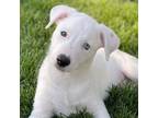 Adopt Chesney a White Border Collie / Mixed dog in Bloomington, IL (41391278)