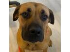Adopt Rayna a Tan/Yellow/Fawn Mastiff / Mixed dog in Bloomington, IL (41437824)
