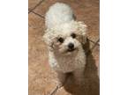 Adopt Paulie 1-3-24 a White Poodle (Miniature) / Mixed (short coat) dog in