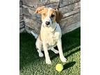 Adopt Peyton a White - with Tan, Yellow or Fawn Doberman Pinscher / Foxhound /