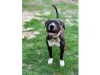 Adopt Delilah a Black - with White American Staffordshire Terrier / American