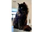 Adopt Angie a All Black Domestic Longhair / Mixed cat in St.