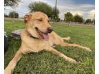 Adopt Carver a Tan/Yellow/Fawn Labrador Retriever / Australian Shepherd / Mixed