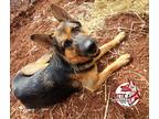 Adopt Reddington a Black - with Tan, Yellow or Fawn German Shepherd Dog / Mixed