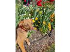 Adopt Latte a Brown/Chocolate - with White Dachshund / Mixed dog in Thomasville