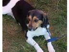 Adopt Avril Lavigne a Tricolor (Tan/Brown & Black & White) Beagle / Mixed dog in