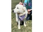 Adopt Nessie a White Great Pyrenees / Mixed dog in Thomasville, NC (41437483)