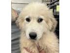 Adopt Dublin a White Great Pyrenees / Mixed dog in Thomasville, NC (41437482)