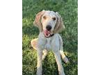 Adopt Minette a Poodle (Standard) / Golden Retriever / Mixed dog in Walnut