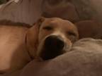 Adopt Bear a White - with Gray or Silver Mutt / Mixed dog in Randolph