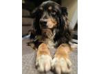 Adopt Roxi a Black - with White Australian Shepherd / Mixed dog in Mount Laurel