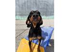 Adopt Lucy a Black - with White Black and Tan Coonhound / Bluetick Coonhound /