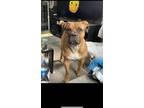 Adopt Debo a Tan/Yellow/Fawn - with White American Staffordshire Terrier / Mixed