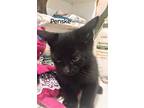 Adopt Penske a All Black Domestic Shorthair / Mixed Breed (Medium) / Mixed