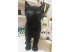 Adopt Waltrip a All Black Domestic Shorthair / Mixed Breed (Medium) / Mixed