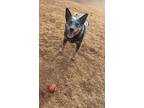 Adopt Mora a Tricolor (Tan/Brown & Black & White) Australian Cattle Dog / Mixed