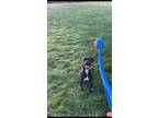 Adopt Luna a Black - with White Labrador Retriever / Boxer / Mixed dog in