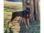 Adopt Ozzie a Doberman Pinscher / Mixed dog in Walton County, GA (40355649)