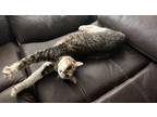 Adopt Kiko a Calico or Dilute Calico American Shorthair / Mixed (short coat) cat