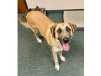 Adopt KoKo a Tan/Yellow/Fawn - with White Great Pyrenees / Hound (Unknown Type)