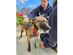 Adopt Mocha a Black - with Brown, Red, Golden, Orange or Chestnut Dachshund /