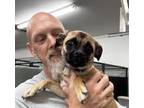 Adopt Aurora a Tan/Yellow/Fawn - with Black Pug / Mixed dog in Thomasville