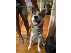 Adopt Isreal a Black - with Gray or Silver Husky / Husky / Mixed dog in