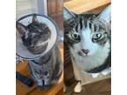 Adopt Onyx and Loki a Gray, Blue or Silver Tabby Domestic Shorthair (short coat)