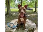 Adopt Brownie a Tan/Yellow/Fawn - with White American Pit Bull Terrier / Mixed