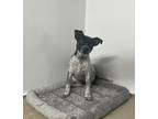 Adopt Stripe a White Australian Cattle Dog / Australian Cattle Dog / Mixed