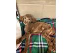 Adopt Cafe a White Poodle (Miniature) / Mixed Breed (Medium) / Mixed (short