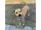Adopt Lucas a Tan/Yellow/Fawn Golden Retriever / Labrador Retriever dog in