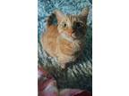 Adopt Whiskey a Orange or Red Tabby Tabby / Mixed (short coat) cat in Villa