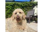 Adopt Louie a Tan/Yellow/Fawn Labradoodle / Labradoodle dog in Tampa