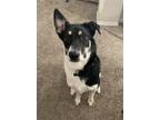 Adopt Stella a Black - with White Collie / German Shepherd Dog / Mixed dog in