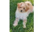 Adopt Sullivan a Red/Golden/Orange/Chestnut Pomeranian / Poodle (Toy or Tea Cup)
