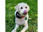 Adopt Ralph a Tan/Yellow/Fawn Standard Poodle / Bichon Frise dog in Tampa