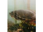 Adopt Biggie a Turtle - Other reptile, amphibian, and/or fish in Mankato