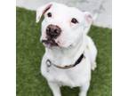 Adopt Zugar a Tan/Yellow/Fawn American Pit Bull Terrier / Mixed Breed (Medium)