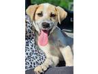 Adopt Hunny Bunny a Tan/Yellow/Fawn - with Black English Pointer / Jack Russell