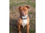 Adopt Zev a American Pit Bull Terrier / Mixed Breed (Medium) / Mixed dog in