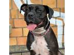 Adopt Darby Sue a Black American Pit Bull Terrier / Boxer dog in Georgetown