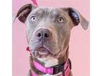 Adopt Sweet Ophelia - Adopt Me! a Weimaraner / American Staffordshire Terrier /