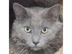 Adopt Booshie a Gray or Blue Russian Blue / Mixed (medium coat) cat in Huntley