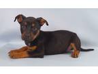 Adopt Kendra a Black Black Mouth Cur / Mixed Breed (Medium) / Mixed (short coat)