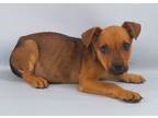 Adopt Kevin a Brindle Black Mouth Cur / Mixed Breed (Medium) / Mixed (short