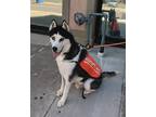 Adopt Fenrir a White Husky / Alaskan Malamute / Mixed (short coat) dog in South