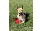 Adopt Charles a Brown/Chocolate - with Black German Shepherd Dog / Husky / Mixed